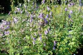 bkperennials.com Adeam