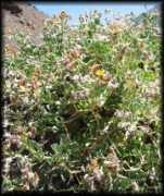 chilebosque.cl Adechi