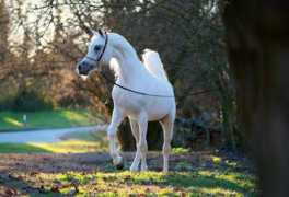 allbreedpedigree.com Adeed