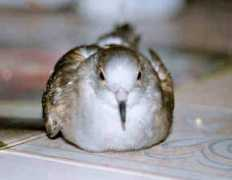 gotbirdsonline.com Adelcia