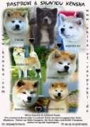 akita-of-rasproki.com Adeleid