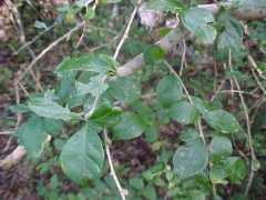 cybertruffle.org.uk Adelia