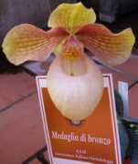 elicriso.it Adelindo