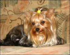 yorkshire-terrier-journal.com Adellina