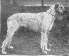 irishwolfhounds.org Adiana