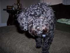 thetoypoodle.com Adicted