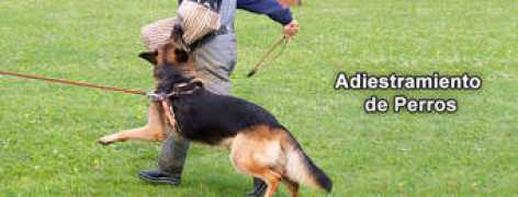 cikan.com.mx Adiestramiento