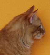 cattitude.dk Adiris