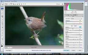 worldbirds.co.uk Adode