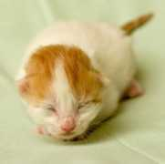 vangora.net Adolfina