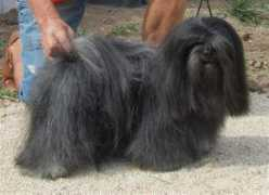 lhassa-apso.info Adolfino