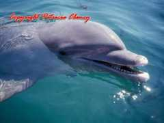 photostudio.clancyart.com Adolphin