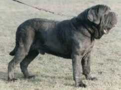 Adone