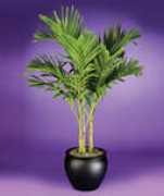 glennsgreenery.com Adonida