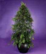 glennsgreenery.com Adonida
