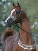 Adoniis