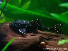 tropicalfishgallery.com Adonis