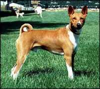 basenji.junix.cz Adonis