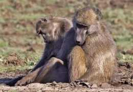 blogs.litnet.co.za Adoons