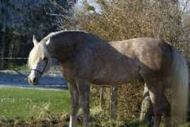 irish-wolfhound.be Adriann
