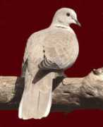 Adroma