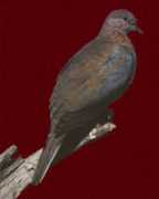 Adroma