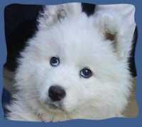 Adysor