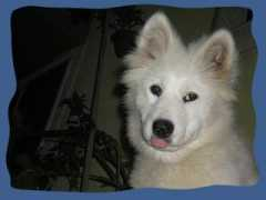 Adysor