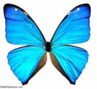 butterflyutopia.com Aega