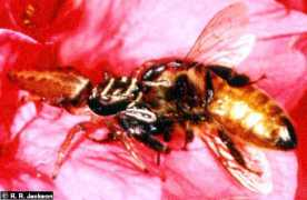 Aeric