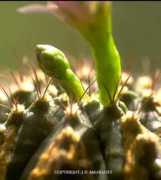 botany.csdl.tamu.edu Aerole