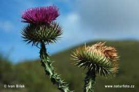 naturephoto-cz.com Aesel