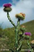 naturephoto-cz.com Aesel
