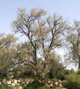 wildflowers.co.il Aethel