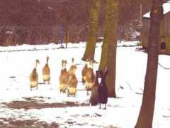 angliawildfowl.co.uk Afand