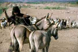 Afar