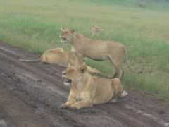 adventureafricaholidays.com Afaris