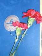 yllpress.com Afati