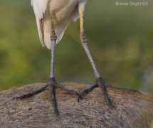 Afeet