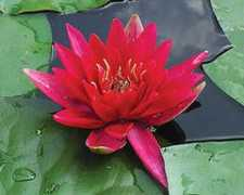 pondplants1.com Aflame