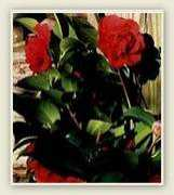tminuspress.com Aflower