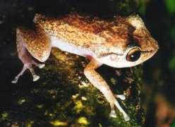Afrog