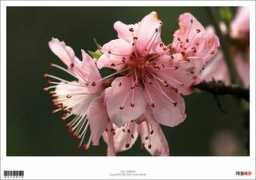 zone.it.sohu.com Afzu