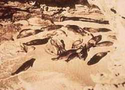 monachus-guardian.org Agacino