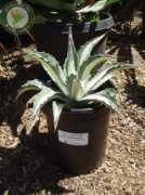 botanicalpartners.com Agamed