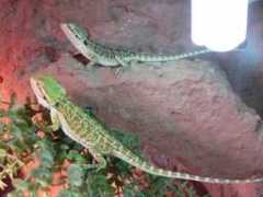 valhaldragons.com Agamer