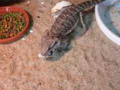 valhaldragons.com Agamer