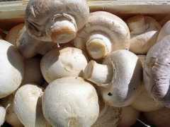 Agarico