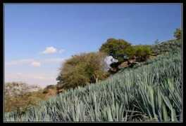 Agaves