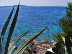 Agaves